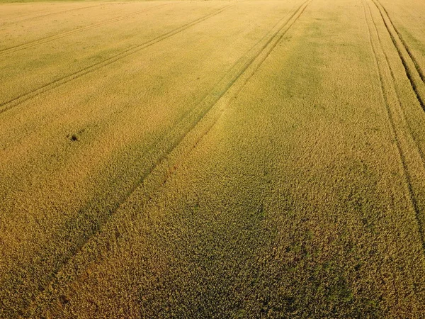 Trigo en maduración. El trigo verde inmaduro es una vista superior. Campo de trigo — Foto de Stock