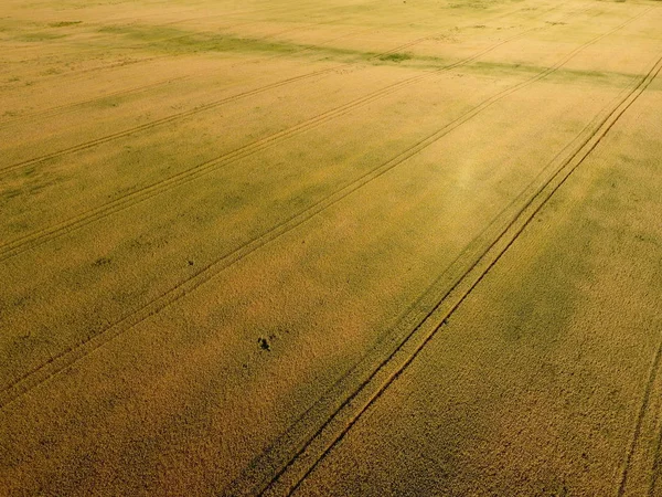 Memakan gandum. Gandum hijau yang belum matang adalah pemandangan utama. Ladang gandum — Stok Foto