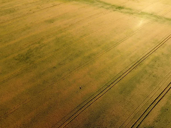 Dojrzewania pszenicy. Zielone niedojrzałe pszenicy jest widok z góry. Pole pszenicy — Zdjęcie stockowe