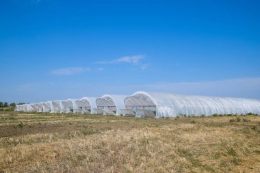 Seralarda domates ve salatalık büyüyen bir grup. Sera içinde büyüyen domates. Fidan sera içinde. Seralarda sebze büyüyen