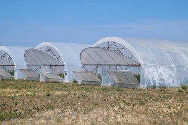 Seralarda domates ve salatalık büyüyen bir grup. Sera içinde büyüyen domates. Fidan sera içinde. Seralarda sebze büyüyen