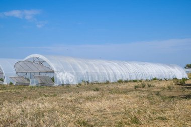 Seralarda domates ve salatalık büyüyen bir grup. Sera içinde büyüyen domates. Fidan sera içinde. Seralarda sebze büyüyen