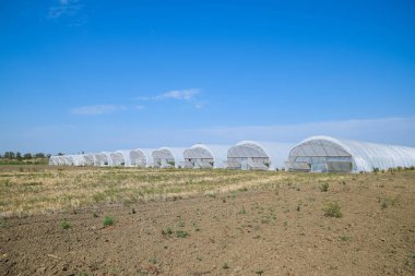 Seralarda domates ve salatalık büyüyen bir grup. Sera içinde büyüyen domates. Fidan sera içinde. Seralarda sebze büyüyen