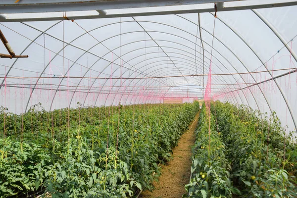温室里的西红柿 把西红柿绑在温室的行列里 番茄幼苗 在温室里种植西红柿 Seedlin — 图库照片