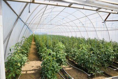 Sera domates. Bağlı domates sera saflarında. Domates fidesi. Sera içinde büyüyen domates. Seedlin