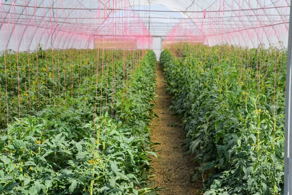 Tomaten Gewächshaus Tomaten Den Reihen Des Gewächshauses Gebunden Tomatensetzlinge Tomatenanbau — Stockfoto