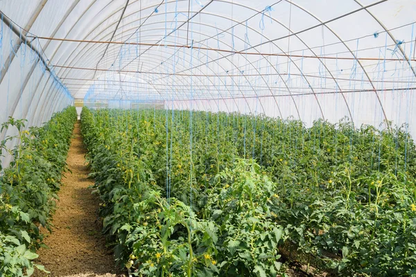 温室里的西红柿 把西红柿绑在温室的行列里 番茄幼苗 在温室里种植西红柿 Seedlin — 图库照片
