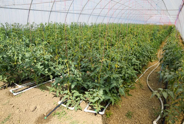 Tomaten Gewächshaus Tomaten Den Reihen Des Gewächshauses Gebunden Tomatensetzlinge Tomatenanbau — Stockfoto