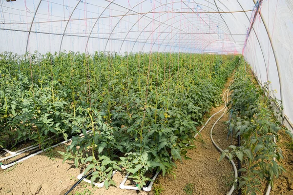 Tomaten Gewächshaus Tomaten Den Reihen Des Gewächshauses Gebunden Tomatensetzlinge Tomatenanbau — Stockfoto