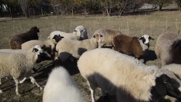 Sheep go pasture in the pasture and graze. Flock of sheep. — Stock Video