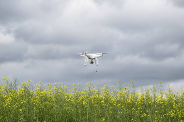 Krasnodar, Rusya Federasyonu - 30 Mayıs 2017: Beyaz dron çiçekli tecavüz alan üzerinde. Dron bulutlu gökyüzü karşı. Gökyüzünde helikopter uçuş.