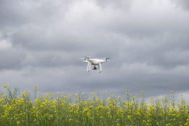 Krasnodar, Rusya Federasyonu - 30 Mayıs 2017: Beyaz dron çiçekli tecavüz alan üzerinde. Dron bulutlu gökyüzü karşı. Gökyüzünde helikopter uçuş.