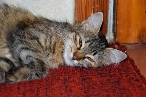 Ένα Ριγέ Γάτα Έγκειται Στο Χαλί Κατοικίδια Γάτα — Φωτογραφία Αρχείου