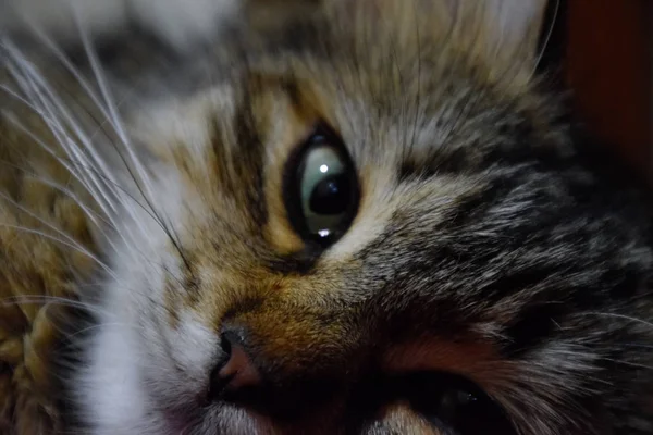 Морда Полосатой Кошки Бытовая Кошка — стоковое фото