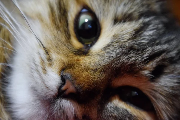 Namlu Çizgili Bir Kedi Yerli Kedi — Stok fotoğraf