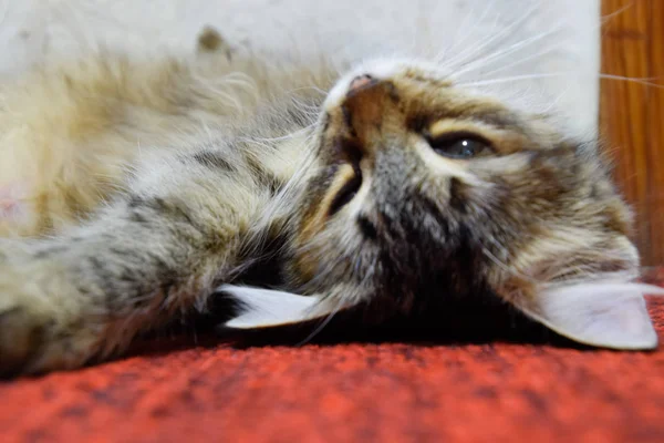 Çizgili Bir Kedi Halı Üzerinde Yatıyor Yerli Kedi — Stok fotoğraf