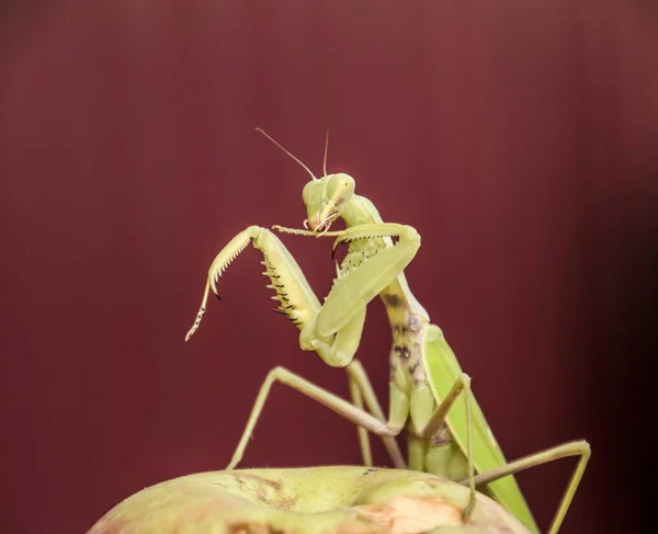 Mantis Röd Bakgrund Parning Mantises Mantis Insekt Rovdjur — Stockfoto