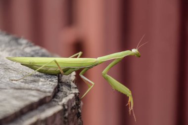 dişi peygamberdevesi bir ağaç kütüğü oturur. Böcek predator mantis