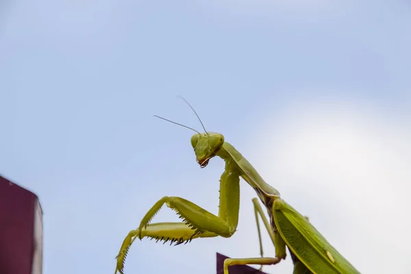 Imádkozó Sáska Vörös Kerítés Ragadozó Rovar Mantis — Stock Fotó