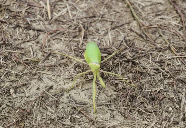 Mante Sur Sol Mantis Regarde Caméra Prédateur Des Insectes Mantis — Photo