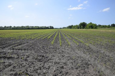Mısır tarlası. Yeşil Mısır blooms sahada. Büyüme ve mısır koçanı olgunlaşma döneminde