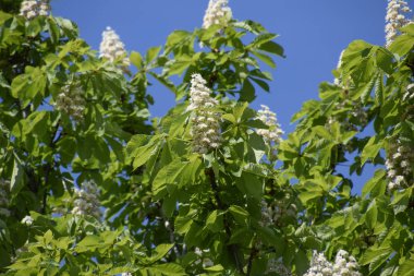 Bahar çiçekleri açan kestane ağacı çiçekleri. Aesculus hipokastanum çiçeği at kestanesi ağacı