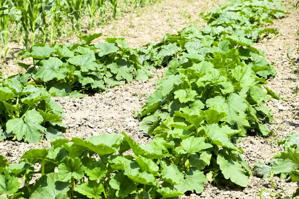 Ogród Warzywny Cukinią Kukurydzy Warzywo Łóżka Ogrodzie Łóżka Chwastów — Zdjęcie stockowe