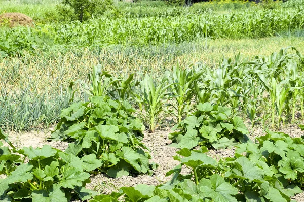 Ogród Warzywny Cukinią Kukurydzy Warzywo Łóżka Ogrodzie Łóżka Chwastów — Zdjęcie stockowe