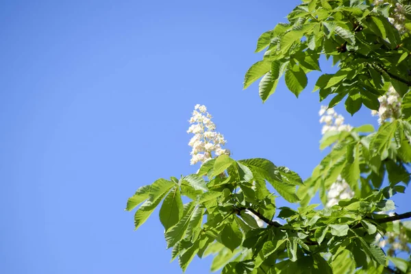 Spring Blossoming Chestnut Tree Flowers Aesculus Hippocastanum Blossom Horse Chestnut — Stock Photo, Image