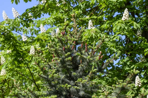 Wiosna Kwitnące Kwiaty Kasztanowca Aesculus Hippocastanum Kwiat Drzewa Kasztanowca — Zdjęcie stockowe