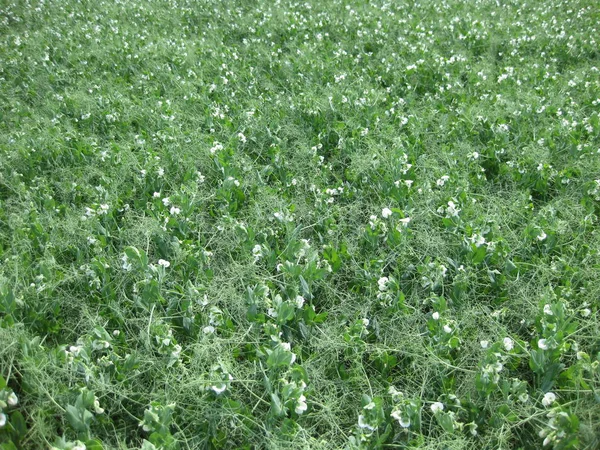 Blooming peas in the field. Flowering of legumes. Flowers of peas.