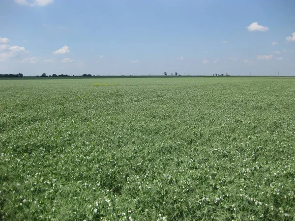 Blooming peas in the field. Flowering of legumes. Flowers of peas.