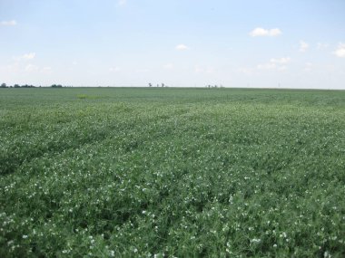 Çiçek açan bezelye alanında. Baklagiller çiçeklenme. Çiçekler bezelye.