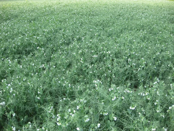Blühende Erbsen Auf Dem Feld Blütezeit Der Hülsenfrüchte Erbsenblüten — Stockfoto