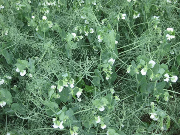 Blooming peas in the field. Flowering of legumes. Flowers of peas.