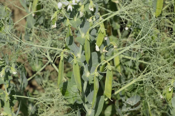 Green peas in the field. Growing peas in the field. Stems and pods of peas.