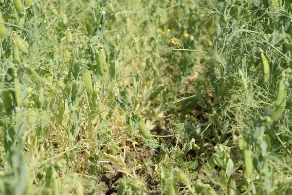 Green peas in the field. Growing peas in the field. Stems and pods of peas.