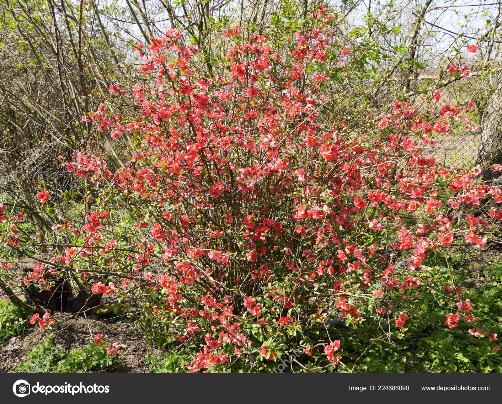 Shrub With Pink Flowers : Zone 5 Flowering Shrubs Choosing ...