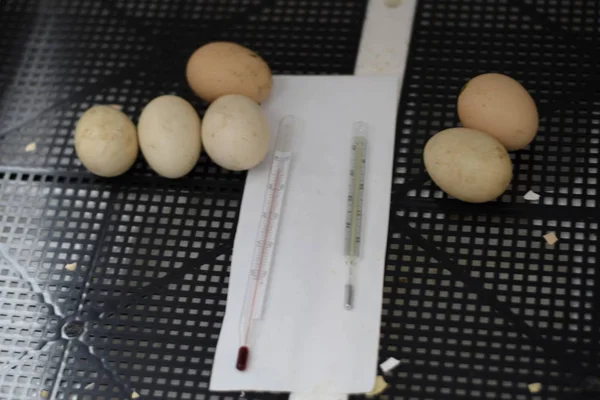 Инкубатор Вывода Кур Утят Гусей Оборудование Домашнего Хозяйства Яйца Мускусной — стоковое фото