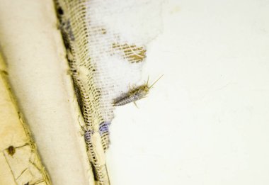 Kağıt üzerinde beslenen böcekler, gümüşbalığı. Haşere kitapları ve gazeteler.