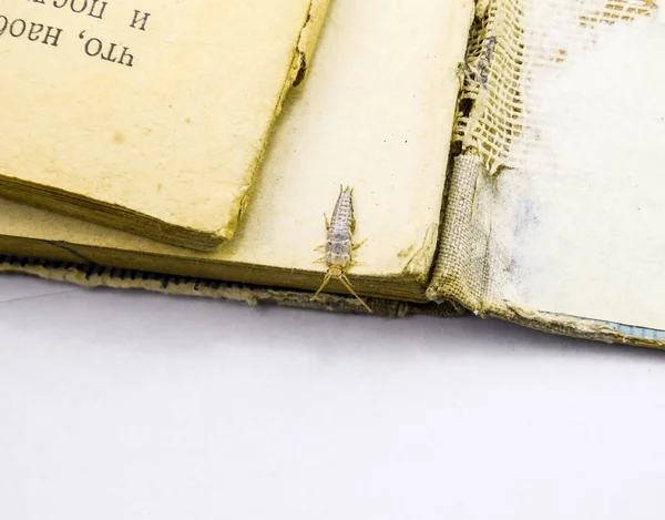 Insekten Ernähren Sich Auf Papier Silberfische Bücher Und Zeitungen Über — Stockfoto