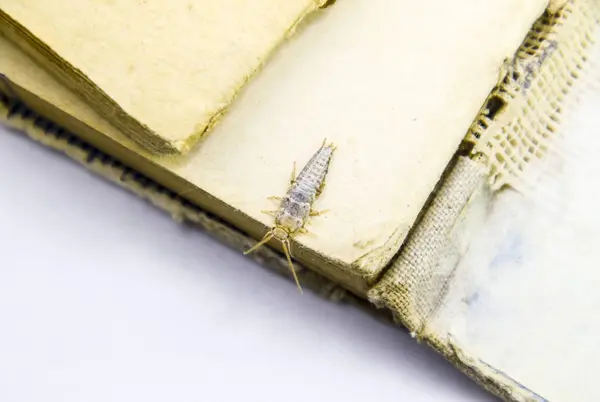 Insect Feeding Paper Silverfish Pest Books Newspapers — Stock Photo, Image