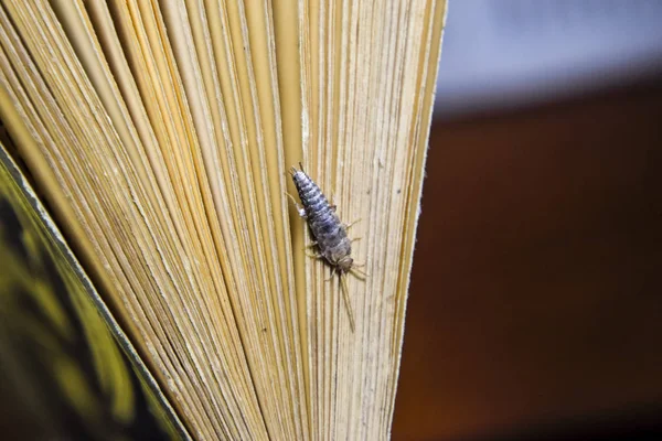 Insecte Nourrissant Papier Poisson Argenté Livres Journaux Antiparasitaires — Photo