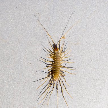 Sinekkapan. Scutigera coleoptrata. Kırkayak sinekkapan, böcek predator