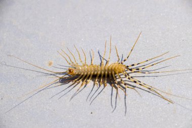 Sinekkapan. Scutigera coleoptrata. Kırkayak sinekkapan, böcek predator