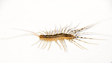 Sinekkapan. Scutigera coleoptrata. Kırkayak sinekkapan, böcek predator