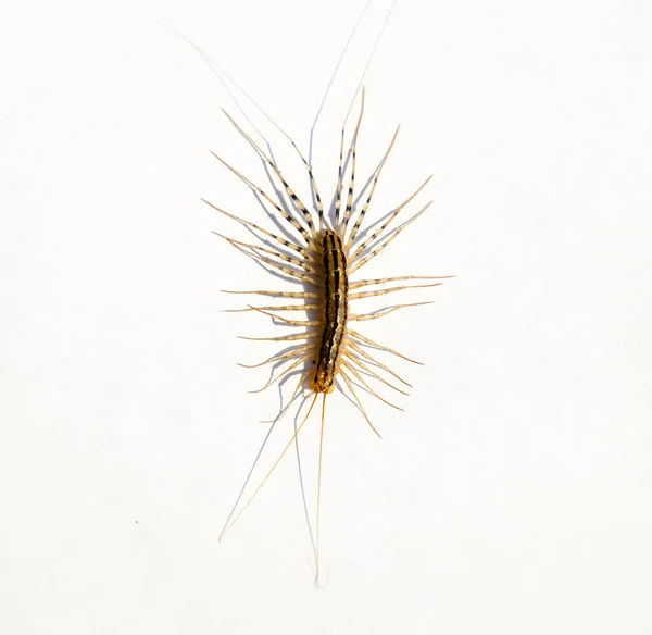 The Flycatcher. Scutigera coleoptrata. Centipede flycatcher, insect predator — Stock Photo, Image