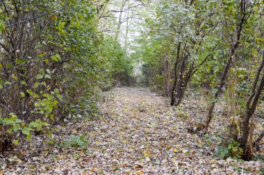 Sarı sonbahar ile mayınları yolu ağaçlarının yaprakları. Sonbahar sokak
