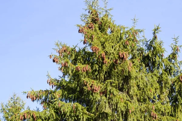 Branch of a Christmas tree with cones against the blue sky. — Stock Photo, Image