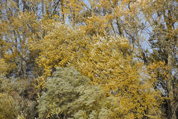 Árvores Álamo Outono Derramaram Suas Folhas Queda Natureza — Fotografia de Stock